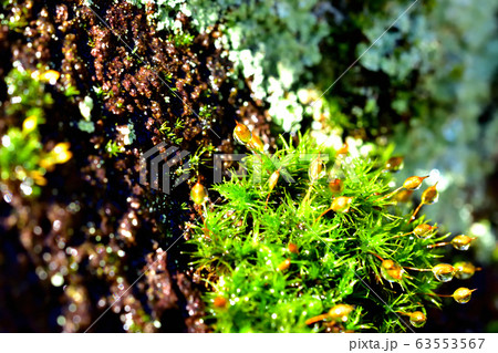 雨上がりの苔 63553567