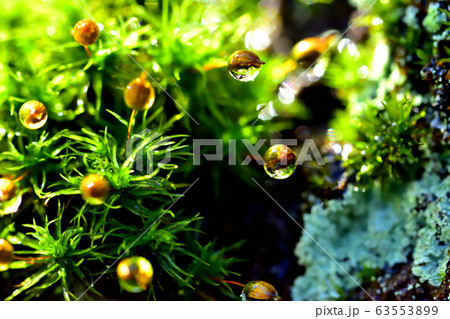 雨上がりの苔 雨上がりの苔 63553899
