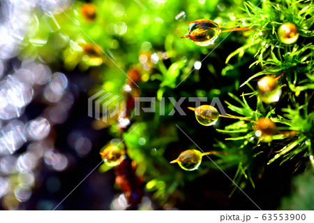 雨上がりの苔 雨上がりの苔 63553900
