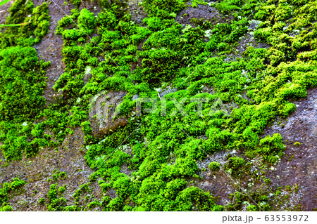 雨上がりの苔 63553972