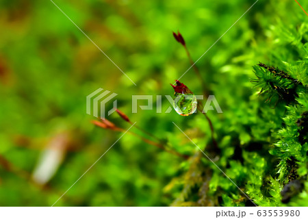 雨上がりの苔 雨上がりの苔 63553980