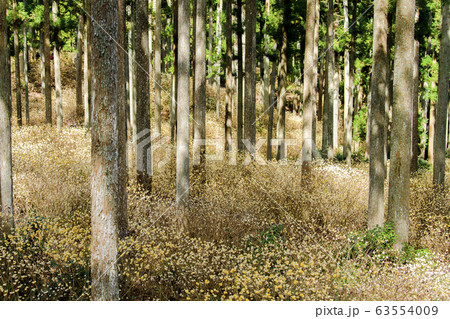 三重 ミツマタ群生地 三重 ミツマタ群生地 63554009