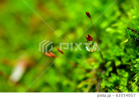 雨上がりの苔 雨上がりの苔 63554057