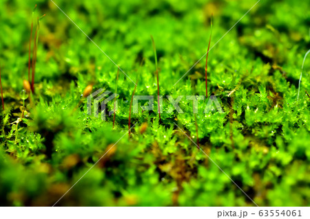 雨上がりの苔 63554061