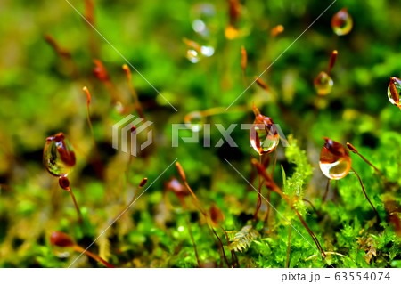 雨上がりの苔 63554074