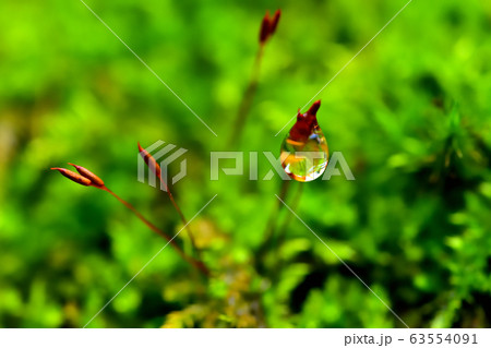 雨上がりの苔 63554091