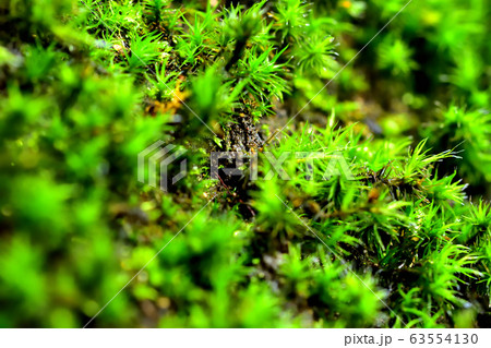 雨上がりの苔 雨上がりの苔 63554130