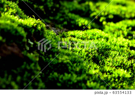 雨上がりの苔 63554133