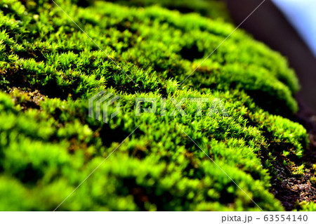 雨上がりの苔 63554140