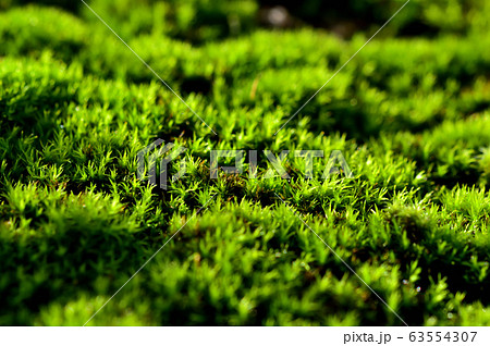 雨上がりの苔 63554307