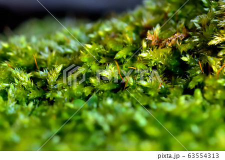 雨上がりの苔 雨上がりの苔 63554313