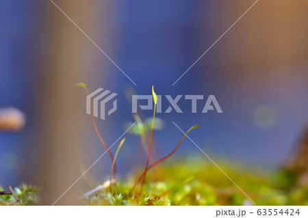 雨上がりの苔 63554424