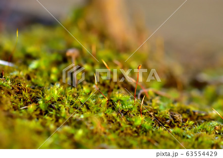雨上がりの苔 雨上がりの苔 63554429
