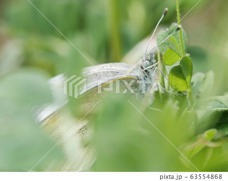 butterfly closeup 63554868