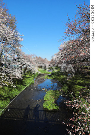 根川緑道の桜 根川緑道の桜 63555084