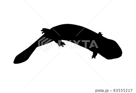 動物シルエット両生・ハ虫類サンショウウオ1 動物シルエット両生・ハ虫類サンショウウオ1 63555217