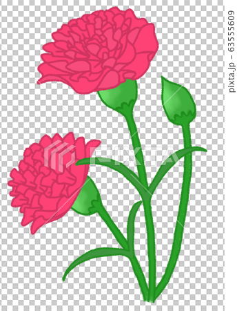 Carnation (pink) 63555609