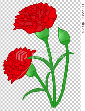 Carnation (red) 63555611