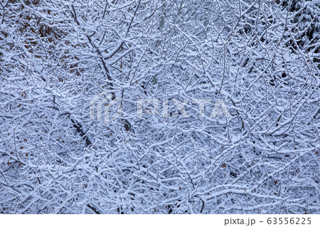 Snow on bare tree Snow on bare tree 63556225