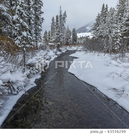 Stream and pine trees with snow in Sun Valley, Idaho Stream and pine trees with snow in Sun Valley, Idaho 63556299