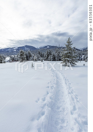 Tracks in snow Tracks in snow 63556301
