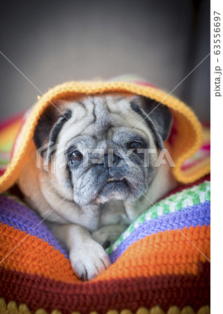 Pug lying under blanket 63556697
