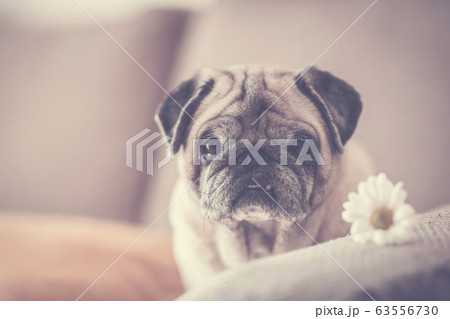 Pug with daisy on sofa 63556730