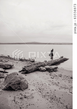Old wood log stump on sandy shore of river or dam Old wood log stump on sandy shore of river or dam 63556973