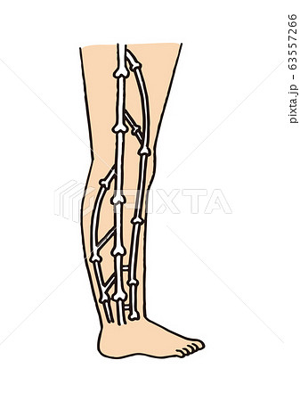 足の静脈(文字なし) 足の静脈(文字なし) 63557266