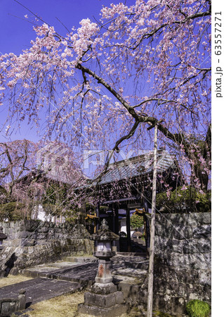 (静岡県)枝垂れ桜咲いた、大石寺・塔中参道 (静岡県)枝垂れ桜咲いた、大石寺・塔中参道 63557271