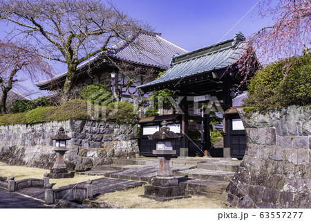 (静岡県)枝垂れ桜咲いた、大石寺・塔中参道 (静岡県)枝垂れ桜咲いた、大石寺・塔中参道 63557277