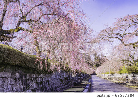 （静岡県）枝垂れ桜咲いた、大石寺・塔中参道 63557284