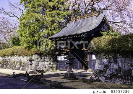 （静岡県）枝垂れ桜咲いた、大石寺・塔中参道 63557286