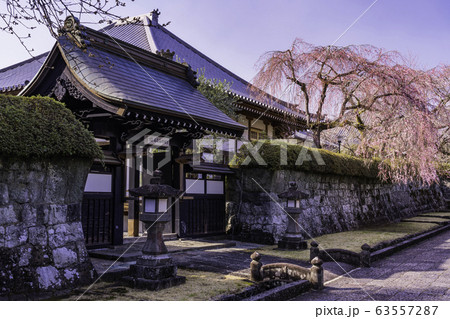 （静岡県）枝垂れ桜咲いた、大石寺・塔中参道 63557287