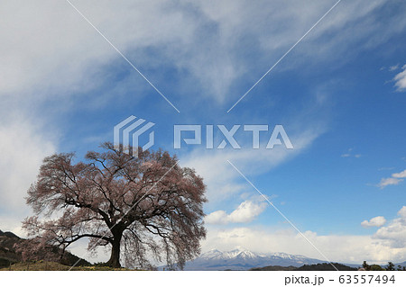 わに塚の桜 63557494