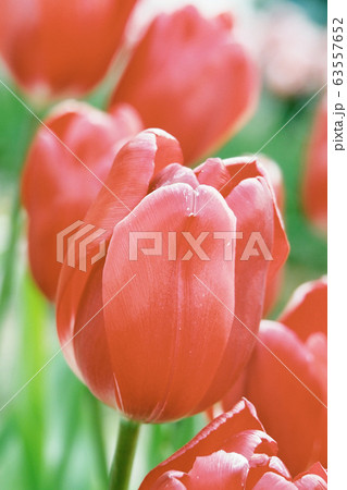 春イメージ(チューリップ) 春イメージ(チューリップ) 63557652