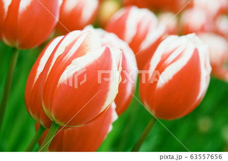 春イメージ（チューリップ） 63557656