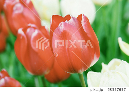 春イメージ（チューリップ） 63557657