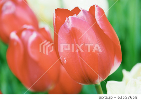 春イメージ（チューリップ） 63557658