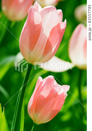 チューリップ チューリップ 63557785