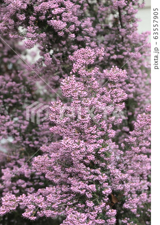 ジャノメエリカ 63557905