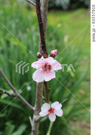 アーモンドの花 63557910