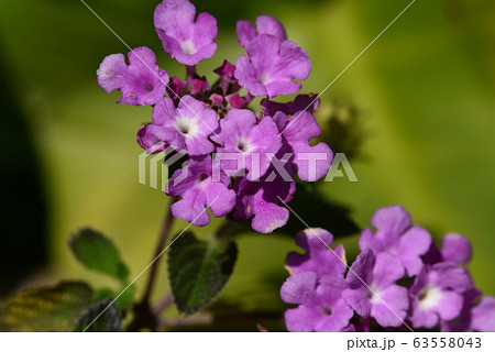 青いランタナ 63558043