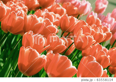 春イメージ(チューリップ) 春イメージ(チューリップ) 63558114