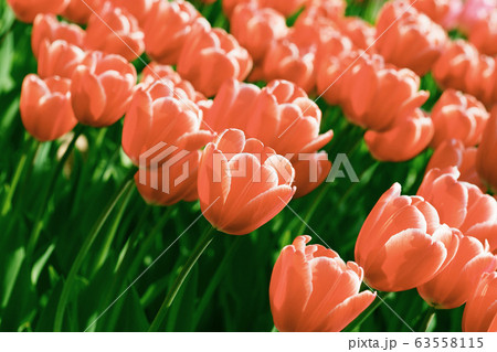 春イメージ（チューリップ） 63558115