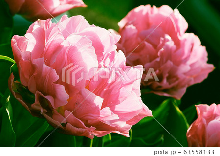 春イメージ(チューリップ) 春イメージ(チューリップ) 63558133