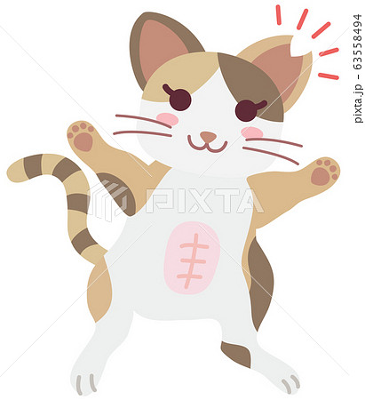 不妊手術と耳カットをした地域猫の女の子 不妊手術と耳カットをした地域猫の女の子 63558494