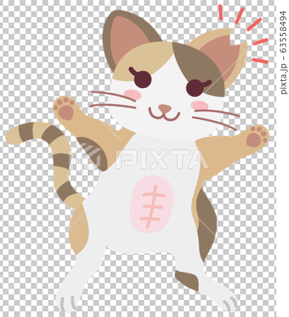 不妊手術と耳カットをした地域猫の女の子 不妊手術と耳カットをした地域猫の女の子 63558494