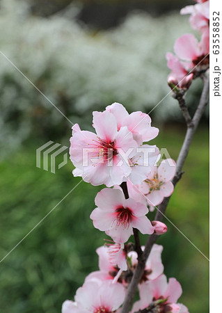 アーモンドの花 63558852