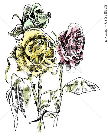 A Drawing Of Dried Roses Colorfull Picture Stock Illustration